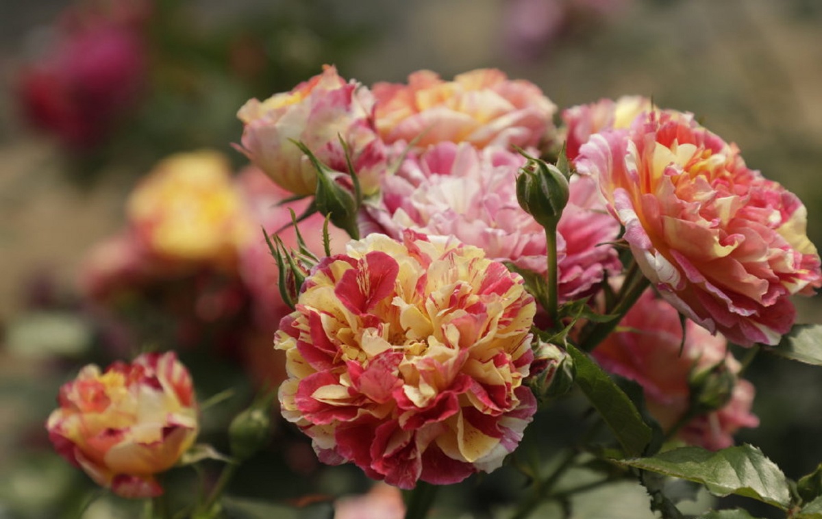 红黄双色条纹月季跳脱的色彩来给冬日一点热闹的气氛吧