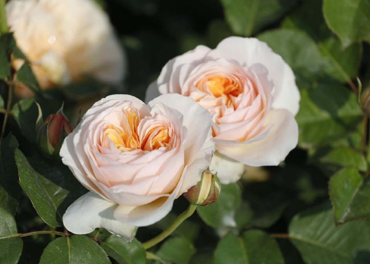 唯美的朱丽叶月季真的是满满的优雅啊让人芳心乱颤