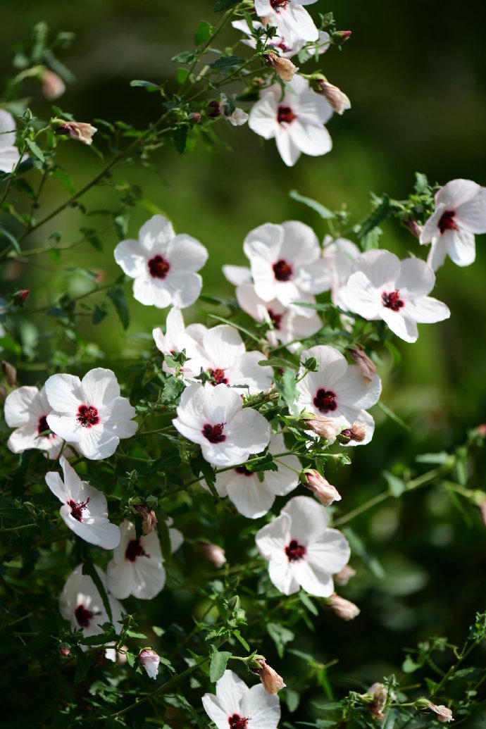 太美丽高砂芙蓉葵爆花中