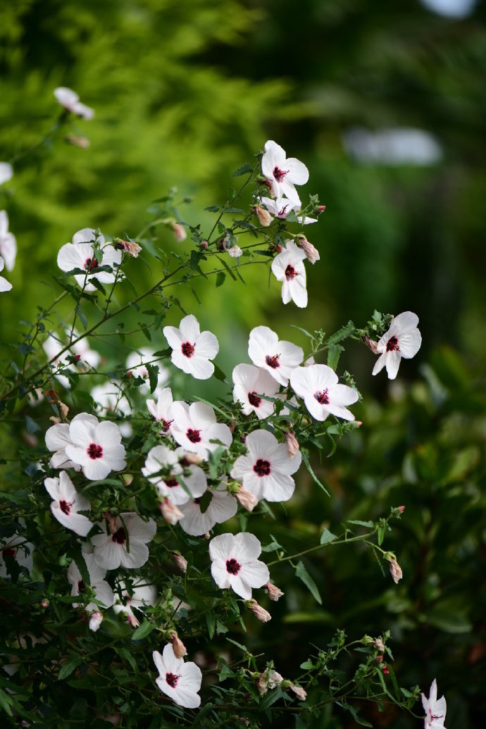 太美丽高砂芙蓉葵爆花中