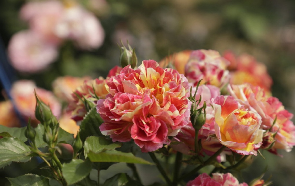 红黄双色条纹月季跳脱的色彩来给冬日一点热闹的气氛吧