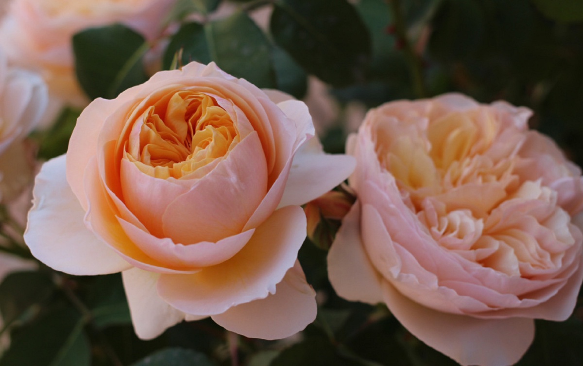 唯美的朱丽叶月季真的是满满的优雅啊让人芳心乱颤