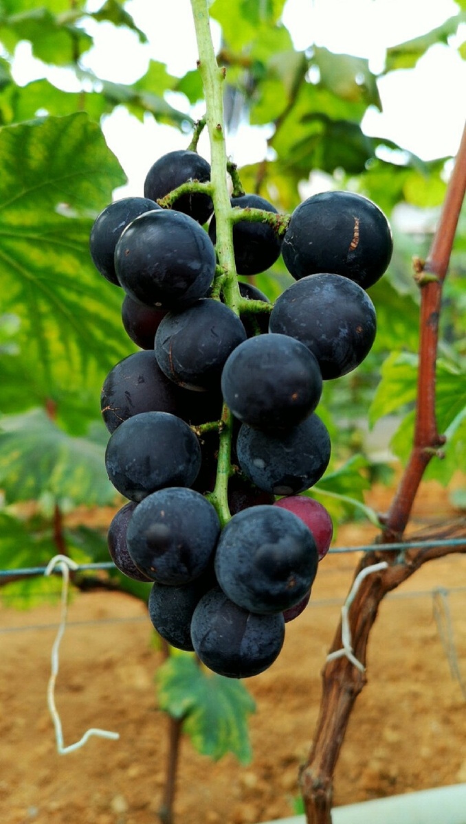 在新疆每到夏天葡萄吃到撑嘿嘿