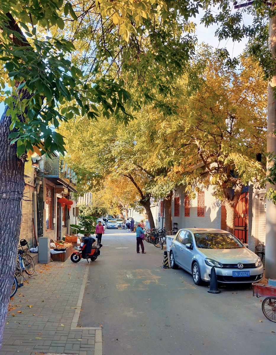 北京胡同最美的秋天来了金灿灿的能治愈你的所有不开心吗