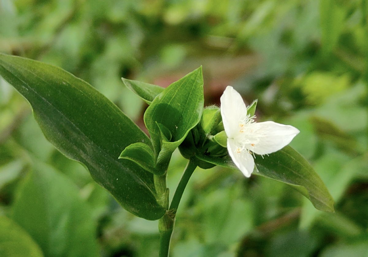 白花紫露草别称淡竹叶鸭跖草科紫露草属