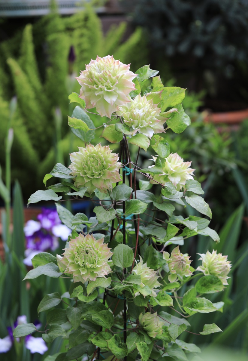 铁线莲中的翘楚美岛绿和约瑟芬