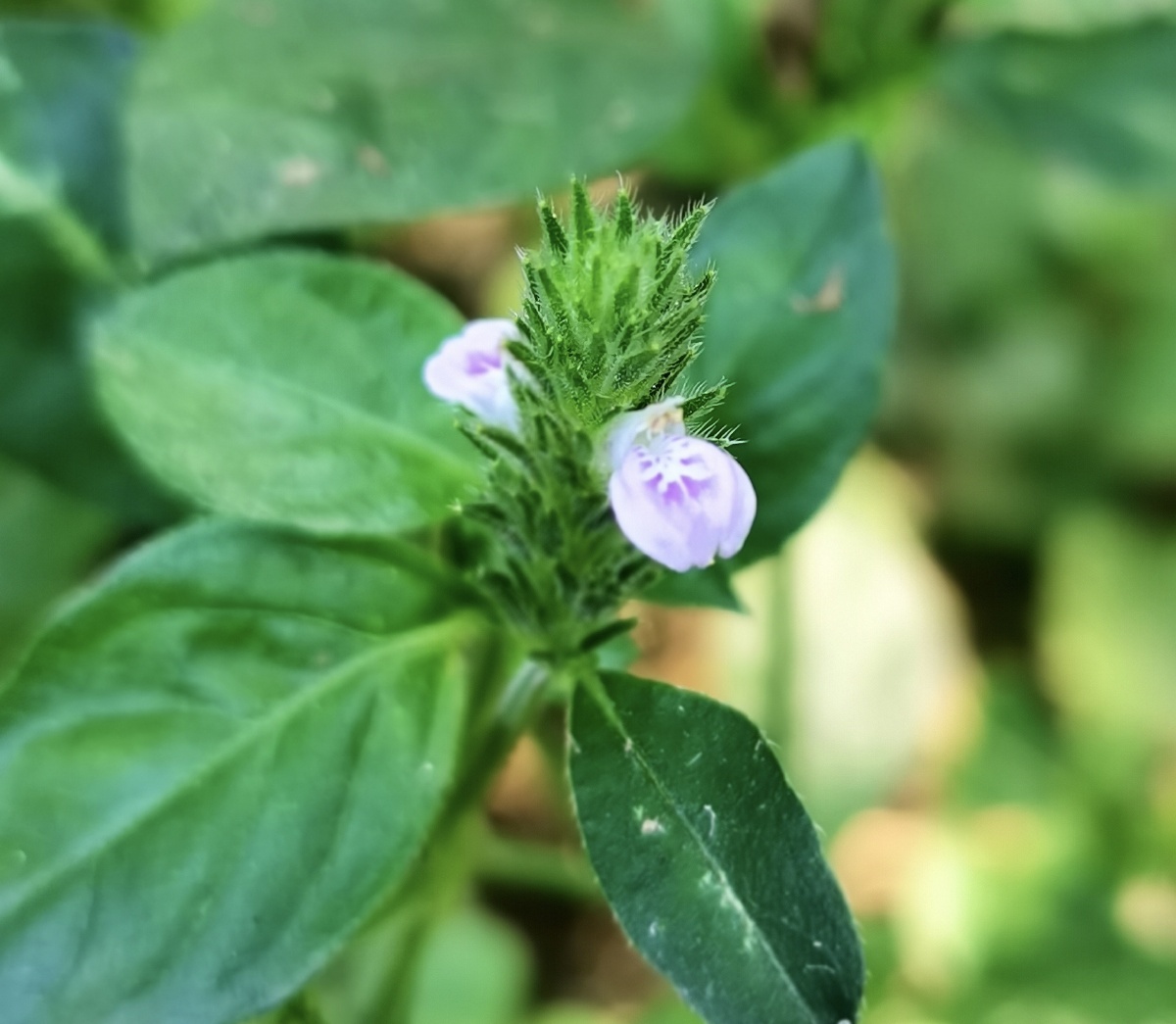 爵床草可以说是一种野生的植物生长完全自生自灭自己吸收水分和天然的