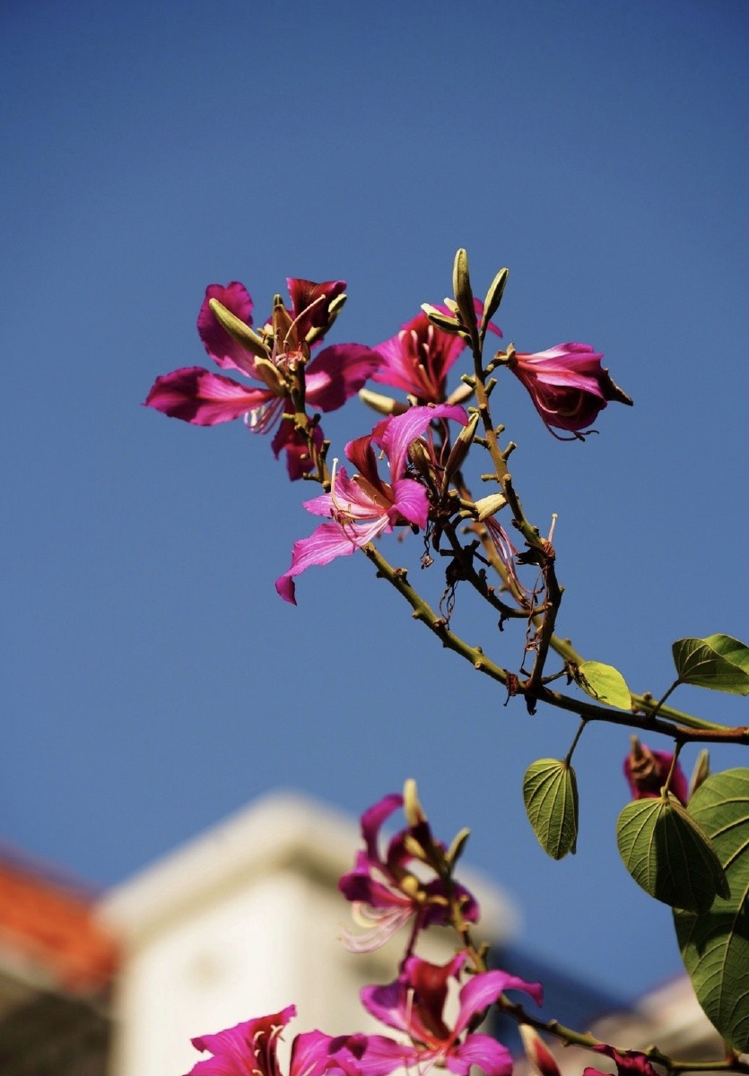 红花羊蹄甲从繁花似锦到暗香疏影花期长达5个月