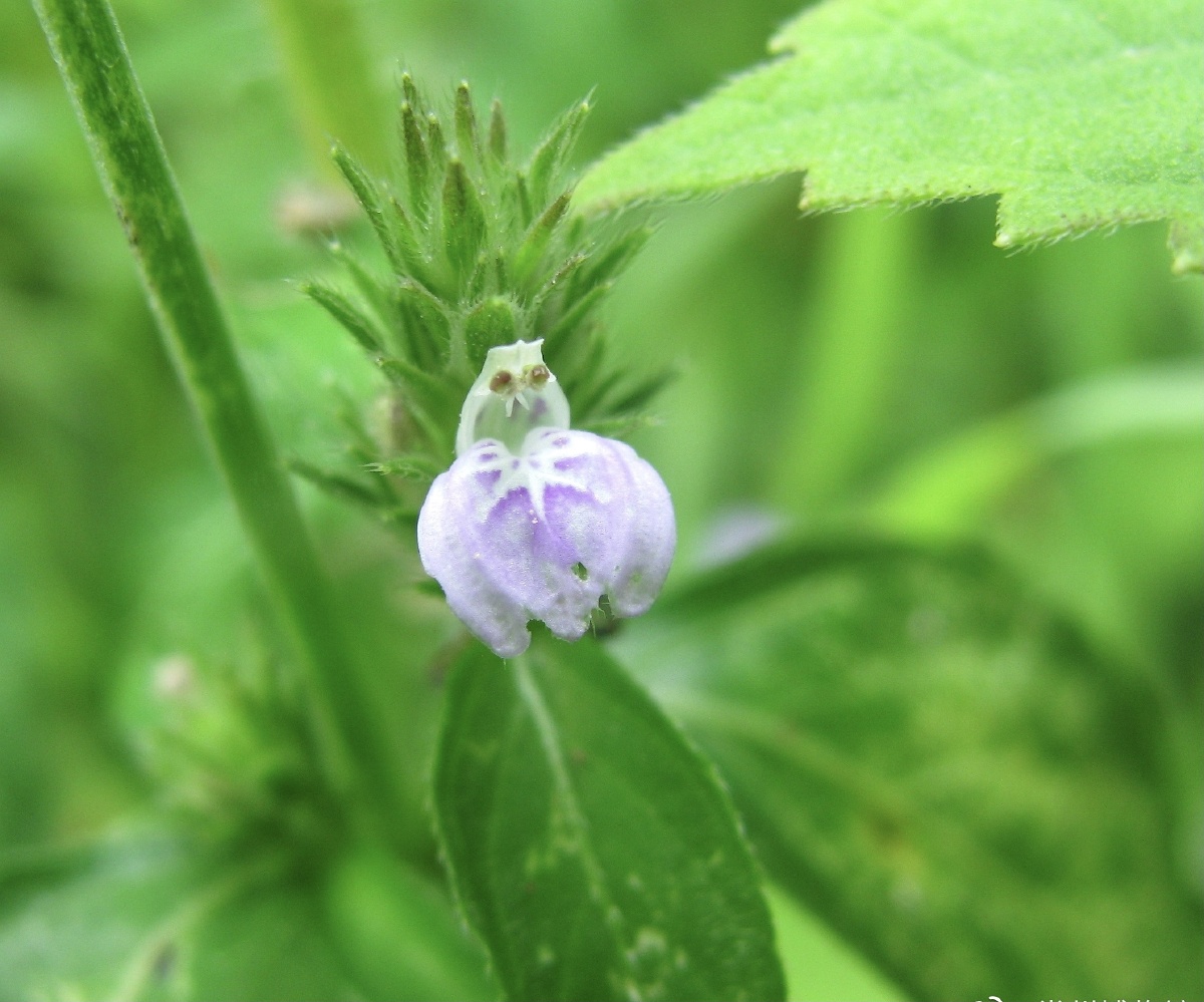 爵床草可以说是一种野生的植物生长完全自生自灭自己吸收水分和天然的