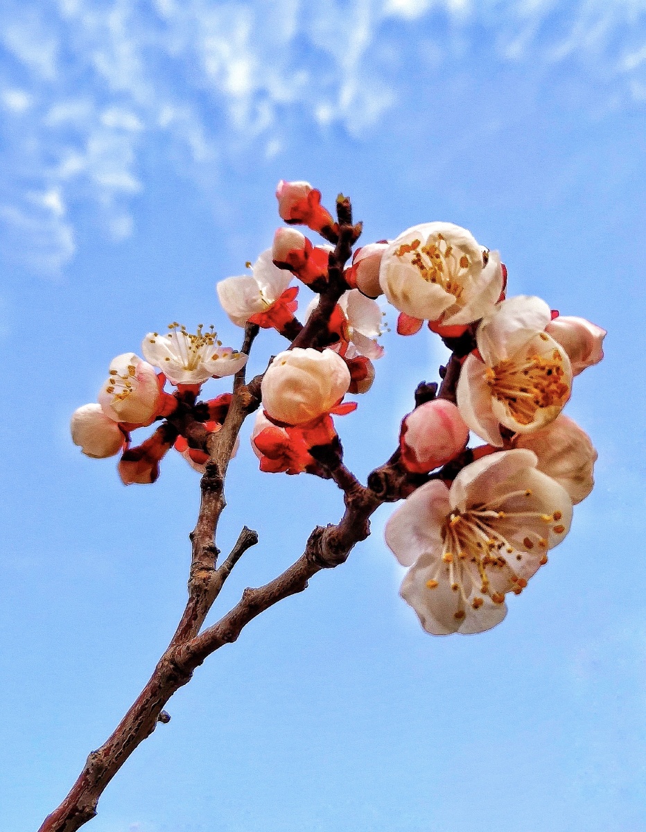 北京世界花卉大观园的杏花 - 小企鹅的向往 - 图虫
