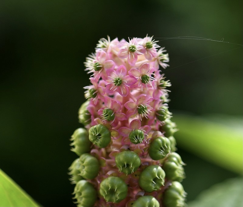 多雄蕊商陆商陆科商陆属草本