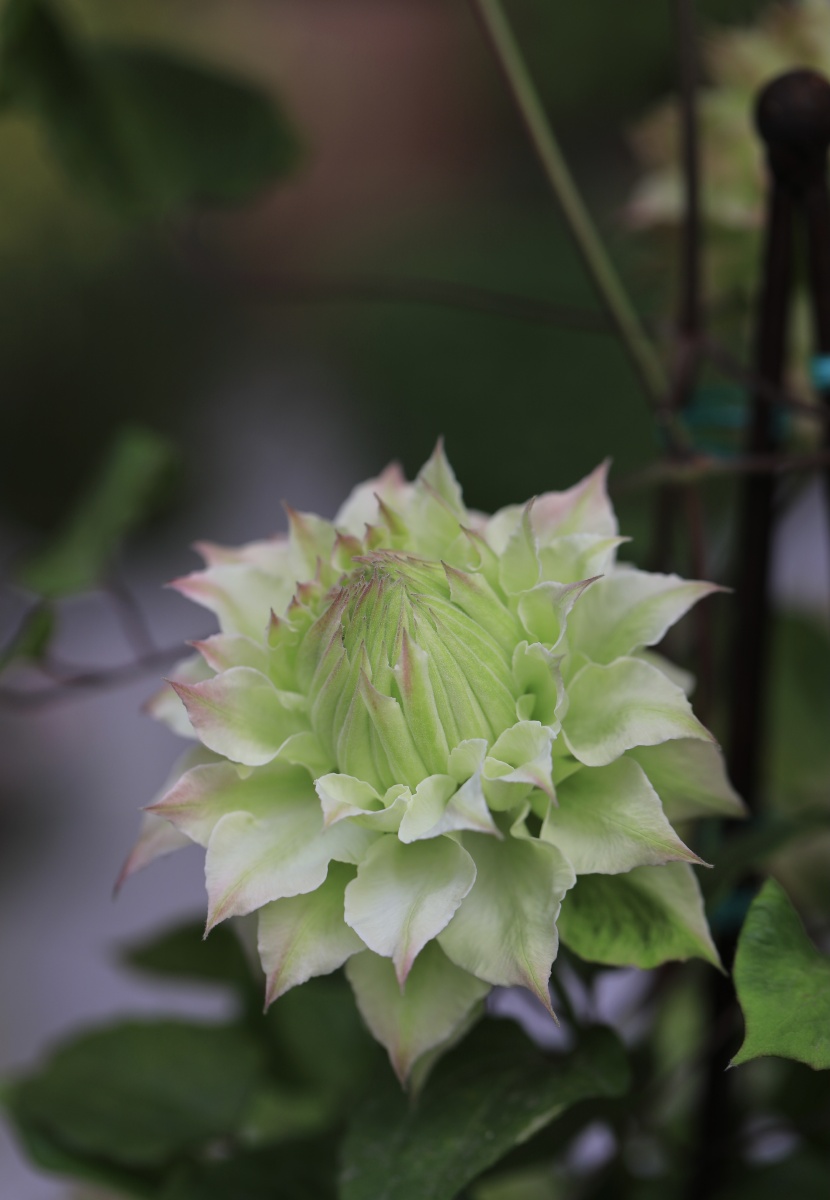 铁线莲中的翘楚美岛绿和约瑟芬