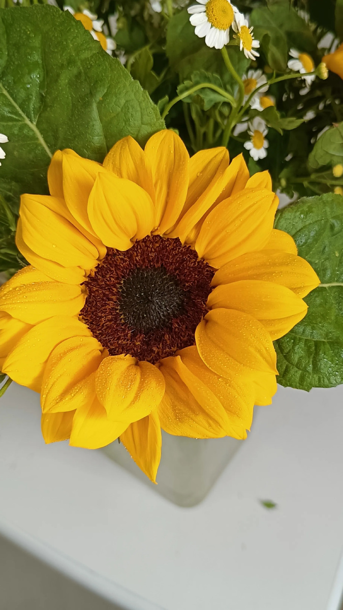 今日赏花——迷你向日葵花语:信念 光辉 高傲 忠诚 爱慕 - 小企鹅的