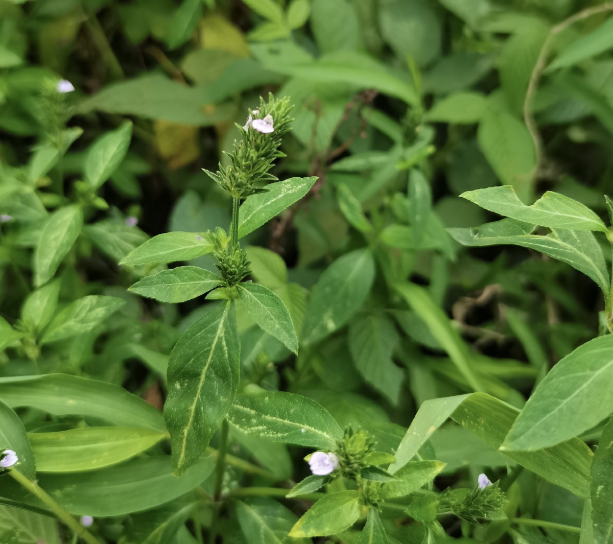 爵床草可以说是一种野生的植物生长完全自生自灭自己吸收水分和天然的