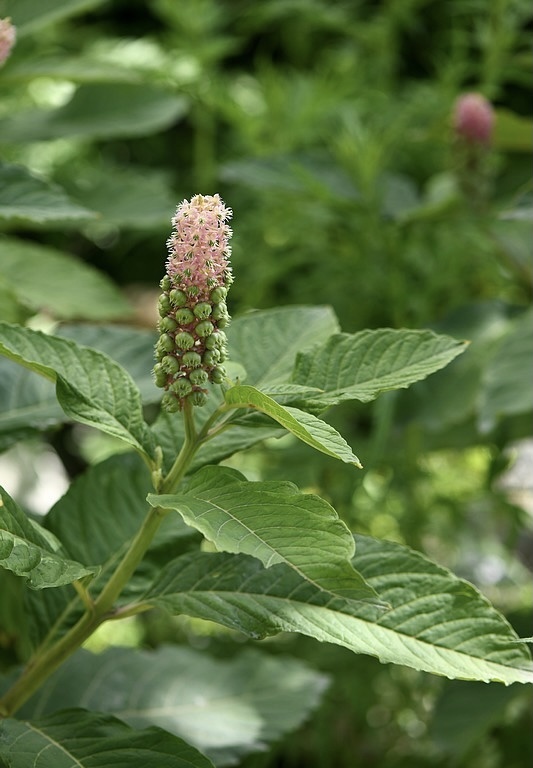 多雄蕊商陆商陆科商陆属草本