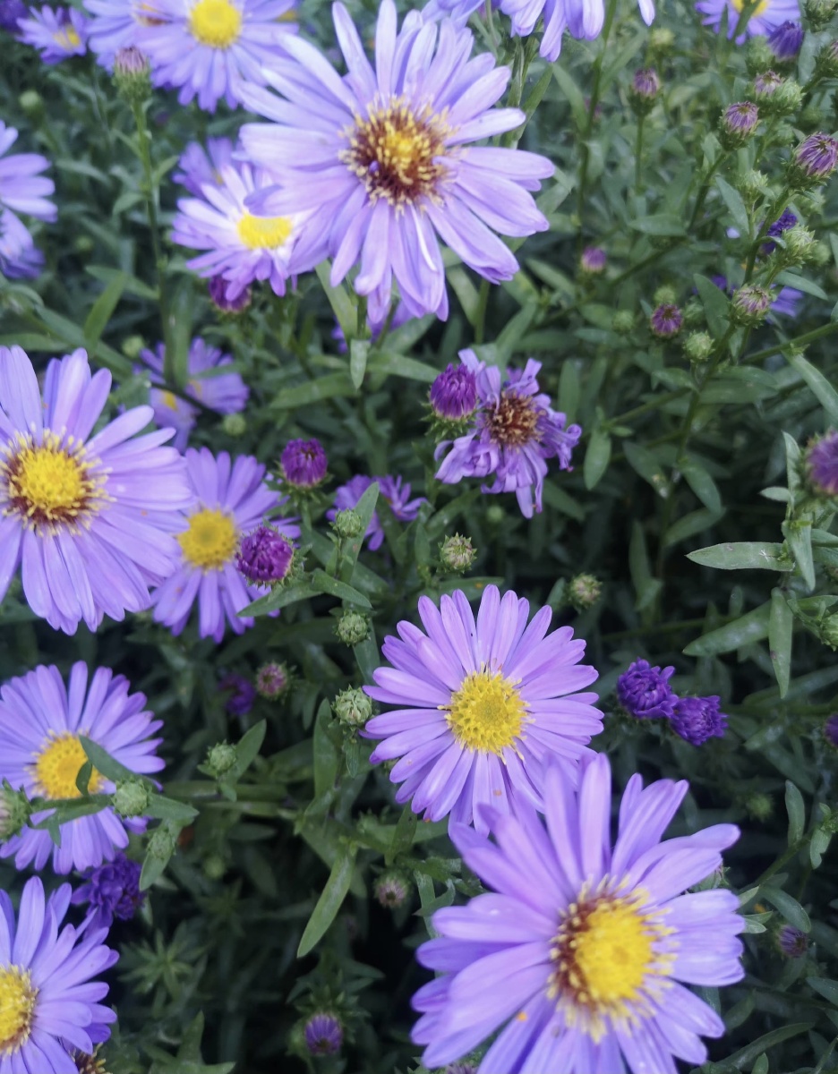 喜欢鲜花喜欢拍照喜欢深情的拥抱喜欢紫色雏菊