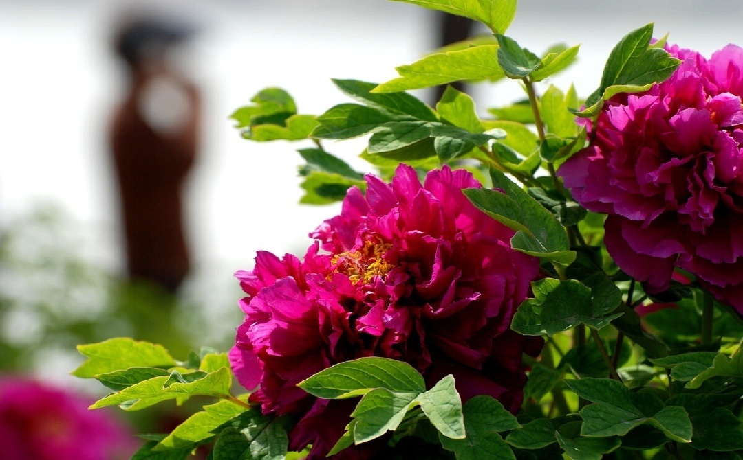 2021祝你鸿运大发