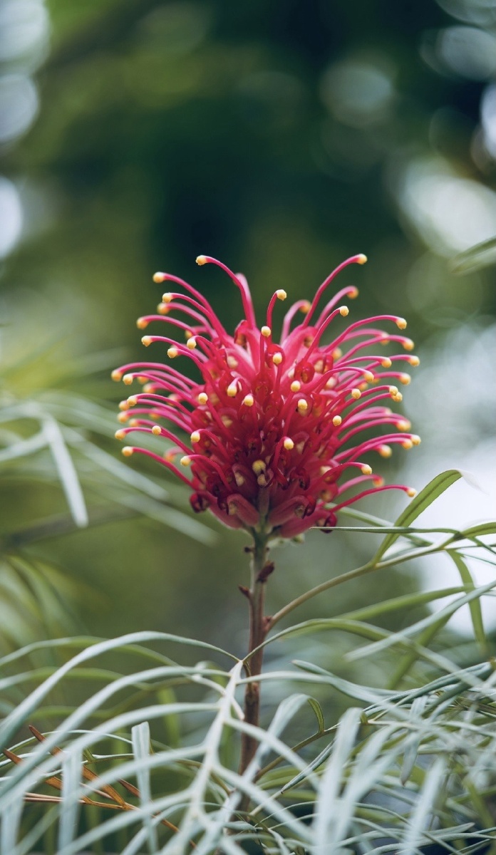 红花银桦生于枝顶花色橙红至鲜红似烟花