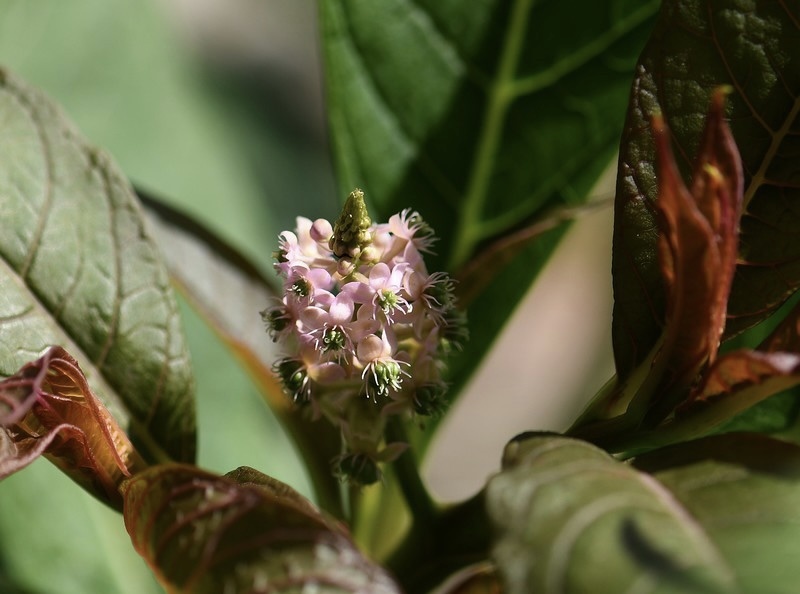 多雄蕊商陆商陆科商陆属草本