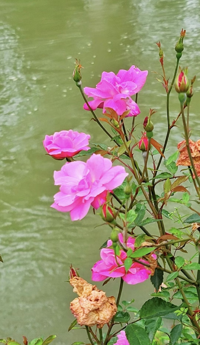 河边的月季花绿的枝叶迎风招展红的花一路艳丽开放让人醉在花间