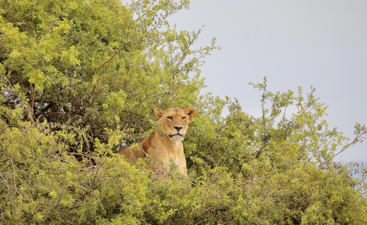 肯尼亚的纳库鲁湖这里是野生动物的天堂和家园