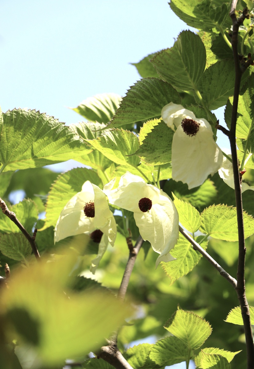 珙桐是国家一级重点保护野生植物堪称植物界的活化石