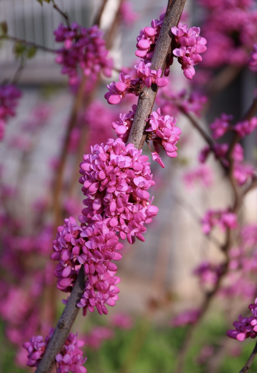 含苞待放的紫荆花透着生命的昂扬和典雅