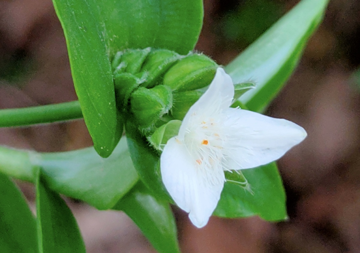 白花紫露草别称淡竹叶鸭跖草科紫露草属