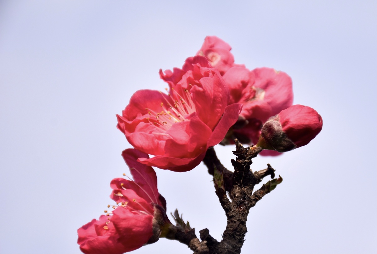 一树红花一枝如画亮了春色悦了心情