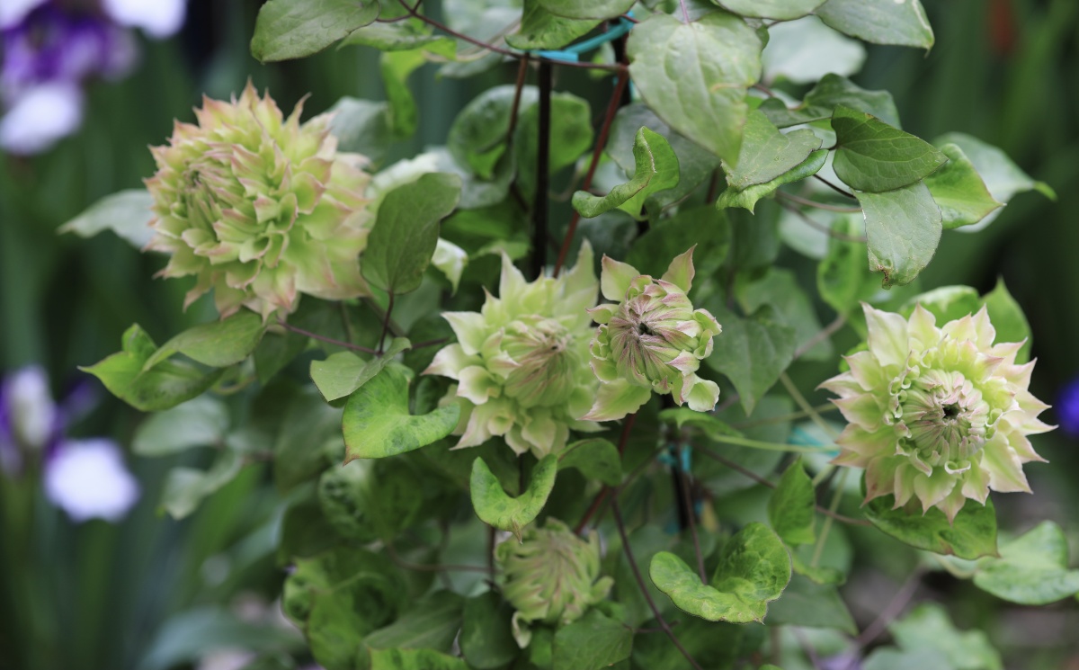 铁线莲中的翘楚美岛绿和约瑟芬