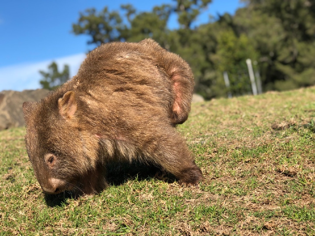 手机直出无修图袋熊土澳最萌生物不接受反驳