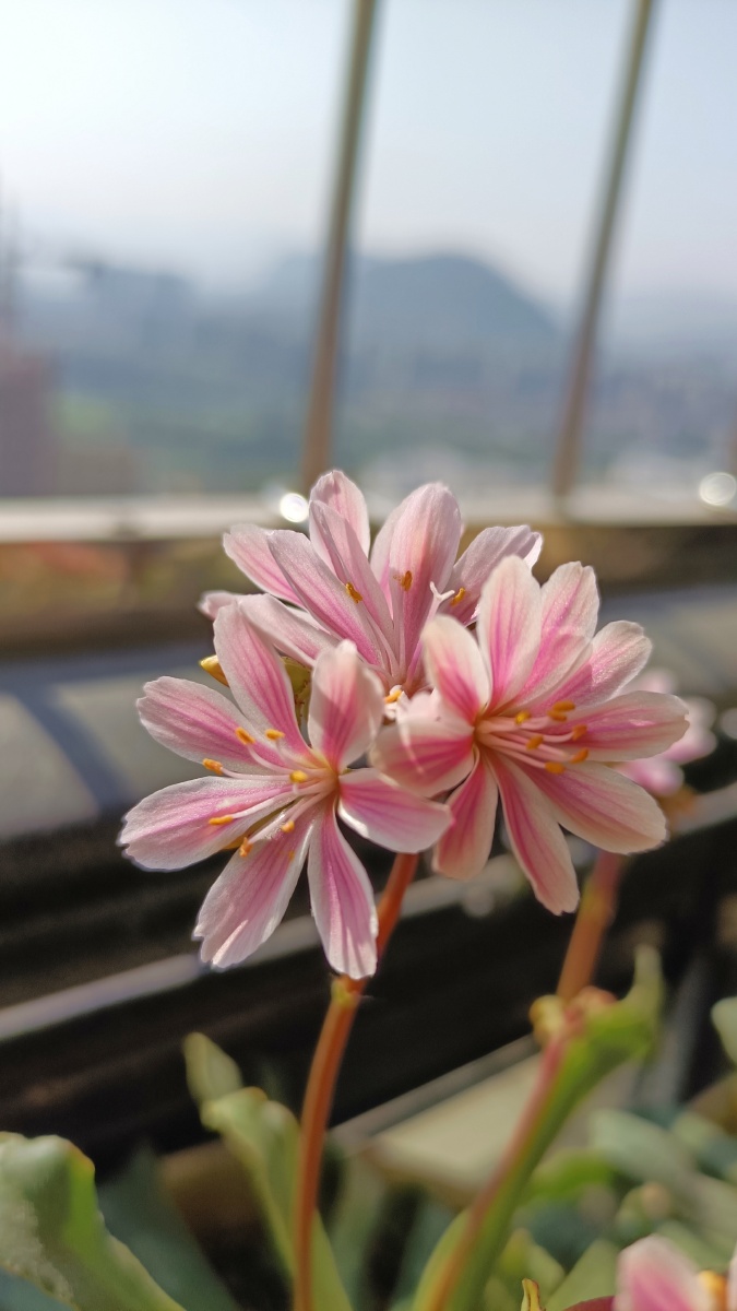 不艳丽也不夺目但是很耐看的露薇花