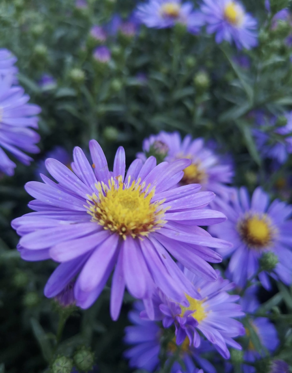喜欢鲜花喜欢拍照喜欢深情的拥抱喜欢紫色雏菊