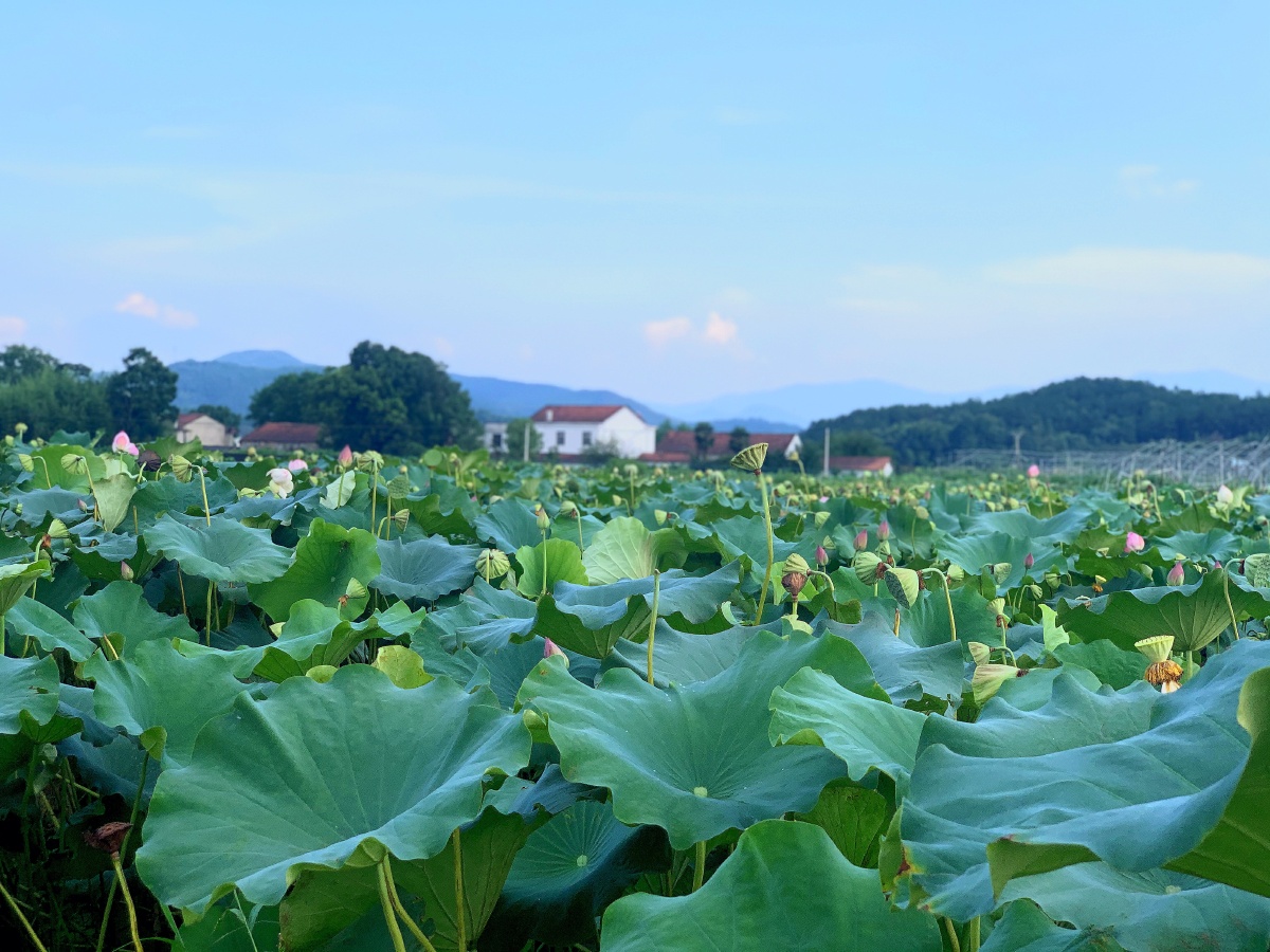 代表夏天的荷塘