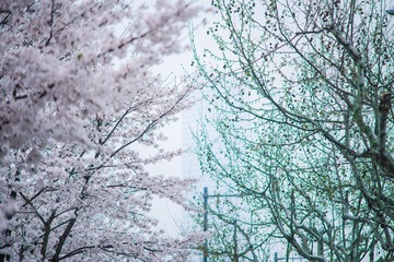 DSC_3387-编辑