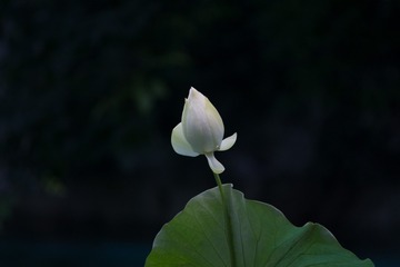 1751176