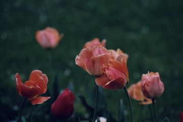 8D954467-B986-4E81-9829-9EA897195046/L0/001