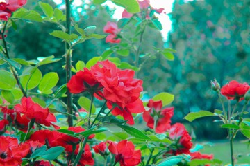 4E4460C0-7F4A-4423-B532-1A4BC29EF2AC/L0/001