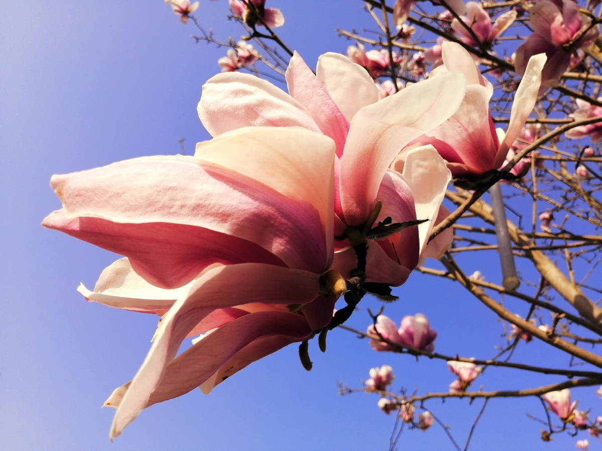 静紫幽兰 - 图虫