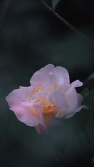 C980EC83-F5AE-4A12-B118-4BEE02A9B9E8/L0/001
