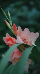 01CC2042-E3B5-4A76-BCB6-EDDCC1B80E1F/L0/001