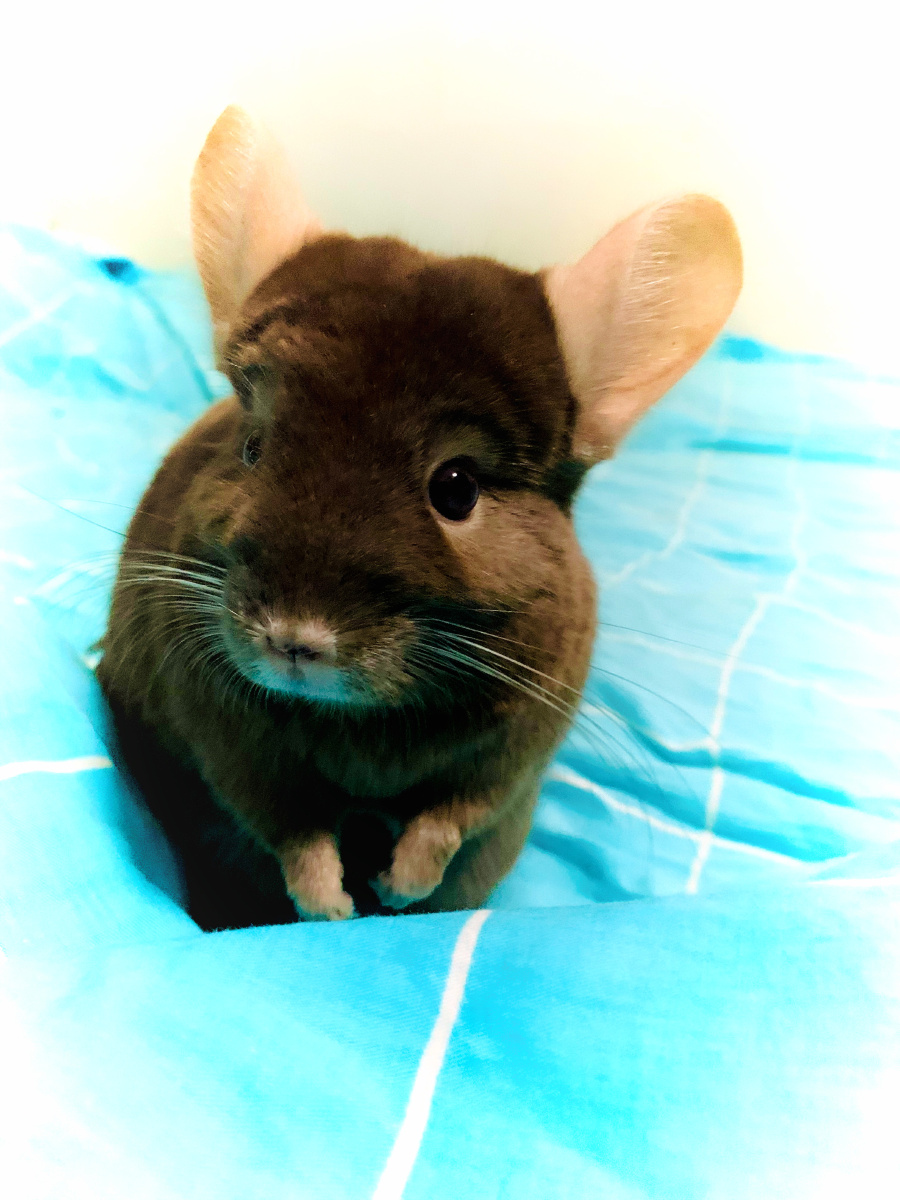 龙猫宝宝,一公一母,白色和咖色,萌萌哒