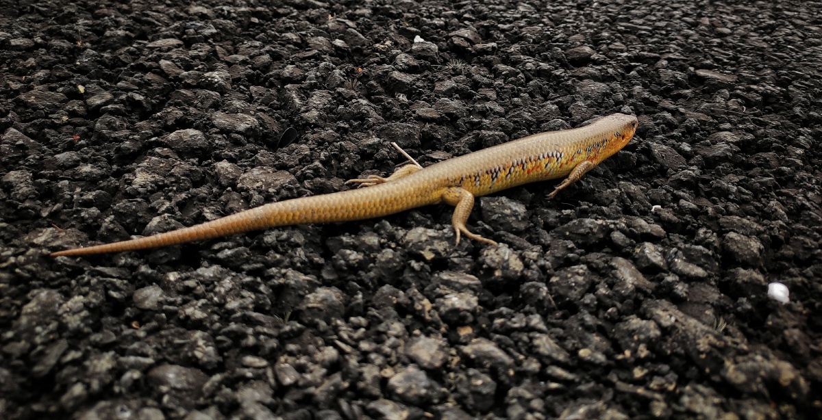 是壁虎还是四脚蛇