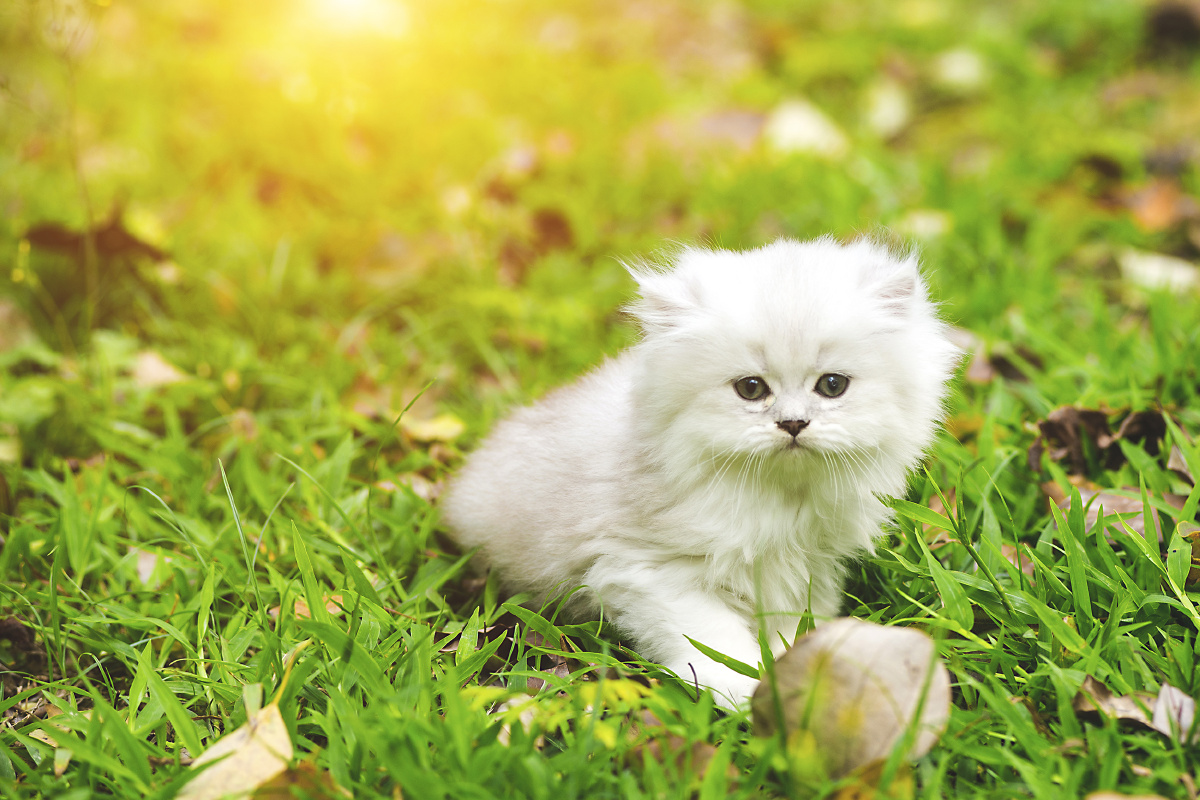 英短银渐层小猫