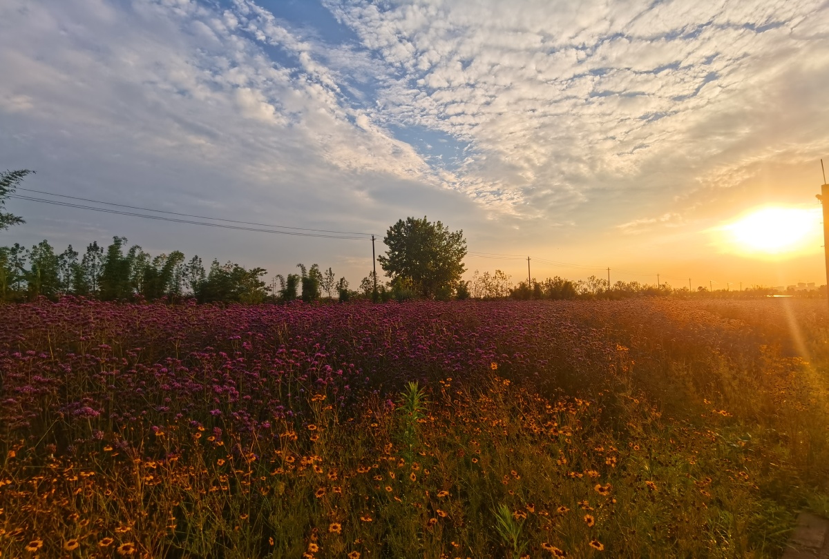 蔚然花海摄影记