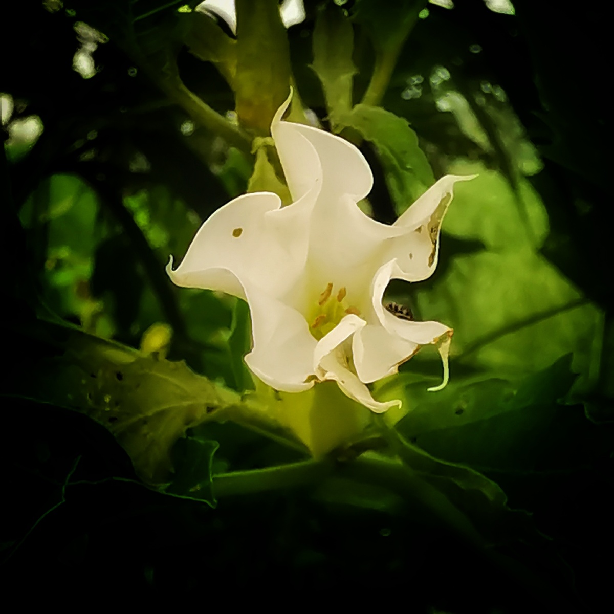 陀罗花开阡陌旁洁白无瑕蕊吐芳