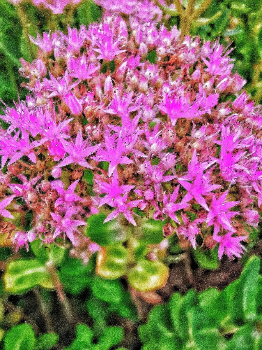 争妍玉靥醉朝阳八宝树开蕊沁芳八宝