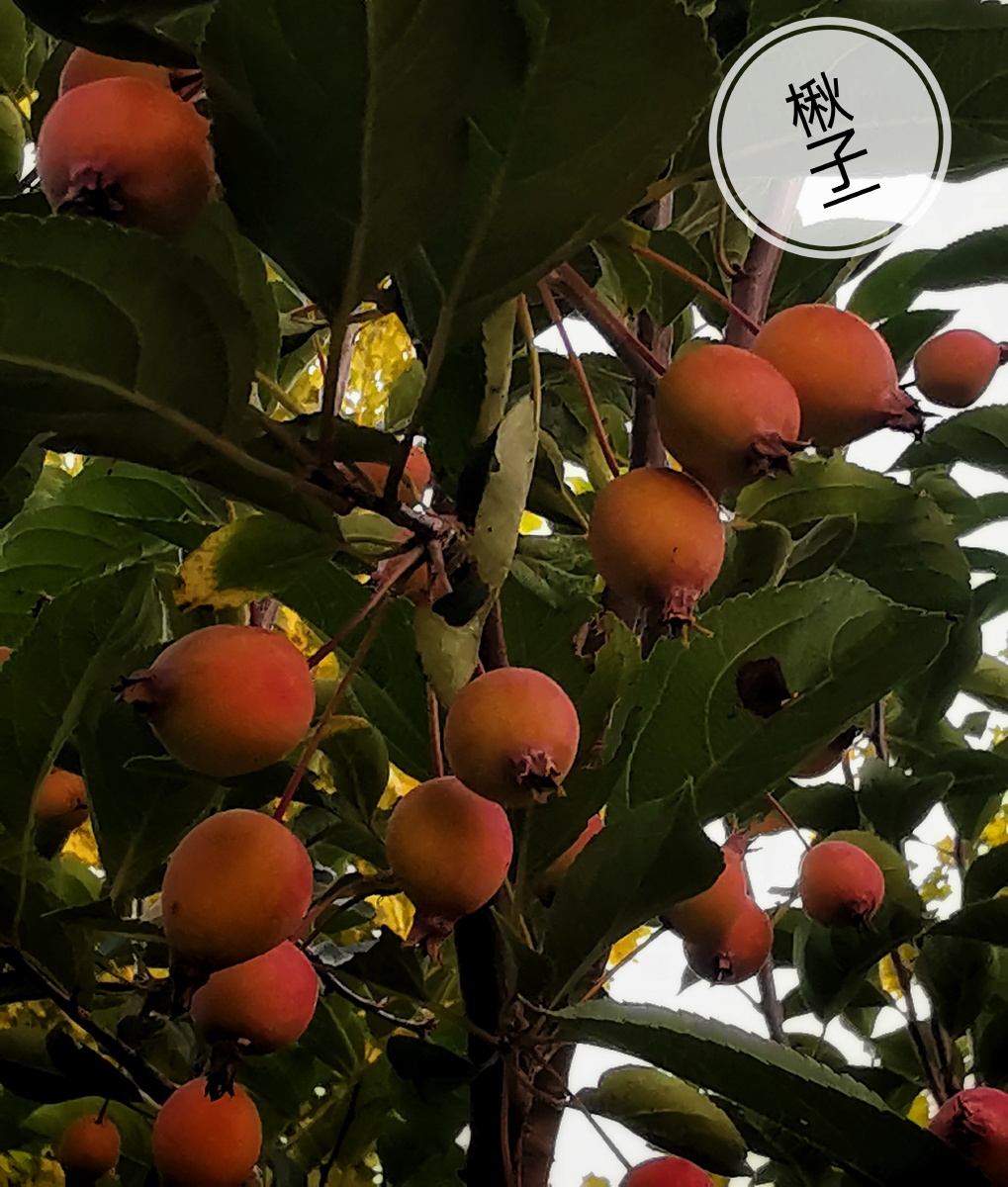 野生楸子骨子硬穿成手串来养生