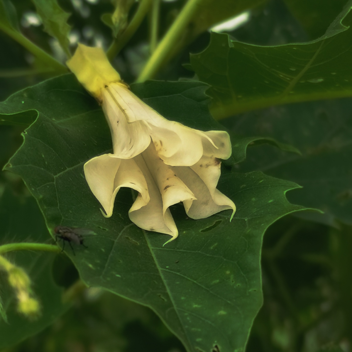 陀罗花开阡陌旁洁白无瑕蕊吐芳