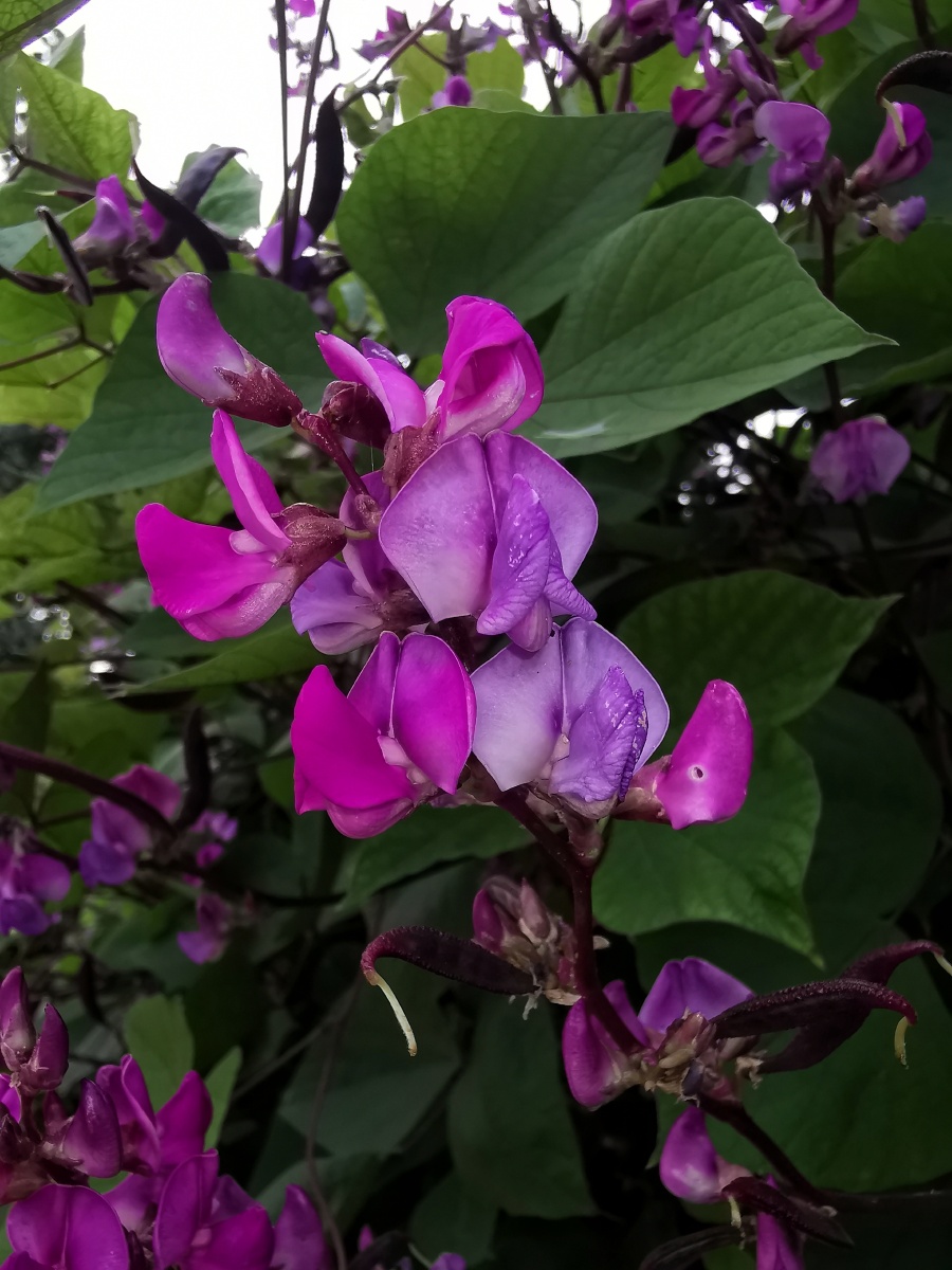 叹息芳菲尽香腮越女红梅豆花